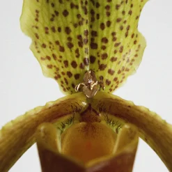 Anissa Kermiche Iris-Istible Stud Discount